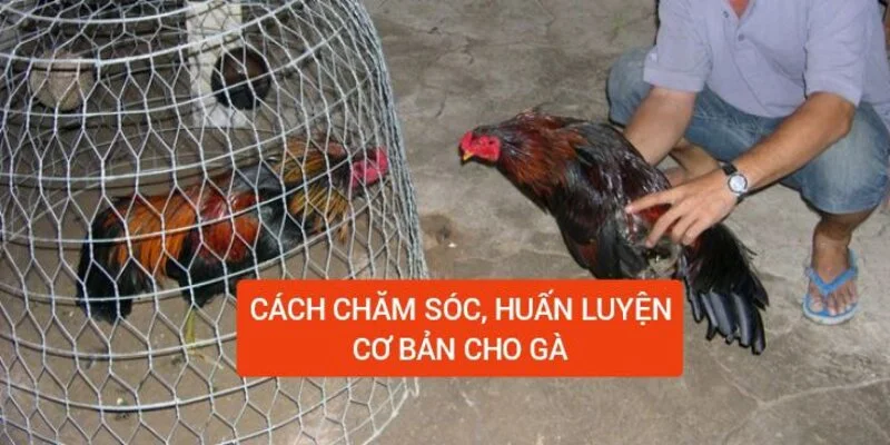 cach-cham-soc-huan-luyen-co-ban-cho-ga