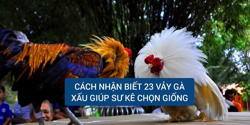 cach-nhan-biet-23-vay-ga-xau-giup-su-ke-chon-giong